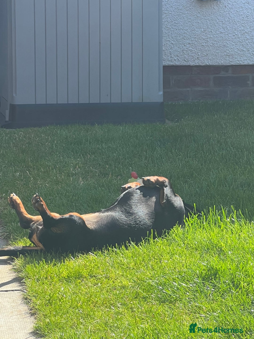 Miniature Dachshund dogs for sale: Mini Dachshund (female) - Image 6