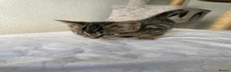 Munchkin cats for sale: Beautiful Bengal Tabby Munchkin Kittens for sale  - Advert 5