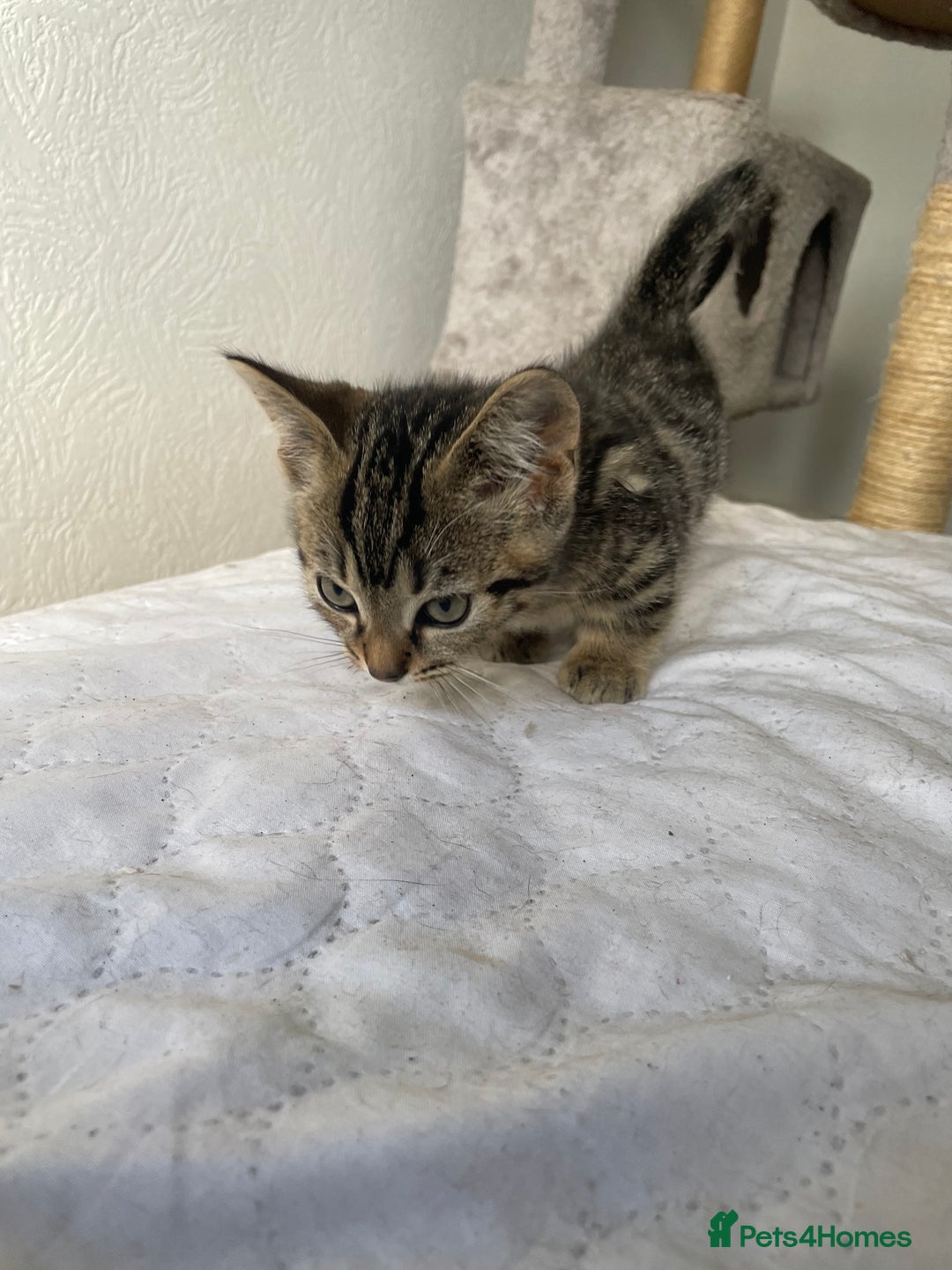 Munchkin cats for sale: Beautiful Bengal Tabby Munchkin Kittens for sale  - Advert 5