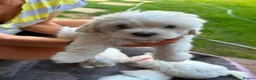 Mixed Breed dogs for sale: Bichon frise  in Bedford - Advert 7