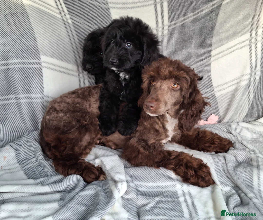 Sproodle dogs for sale: Adoreable f1b miniature sproodle puppies. - Advert 2