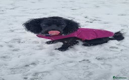 Cocker Spaniel dogs for sale: Betsy the cocker spaniel  - Image 16