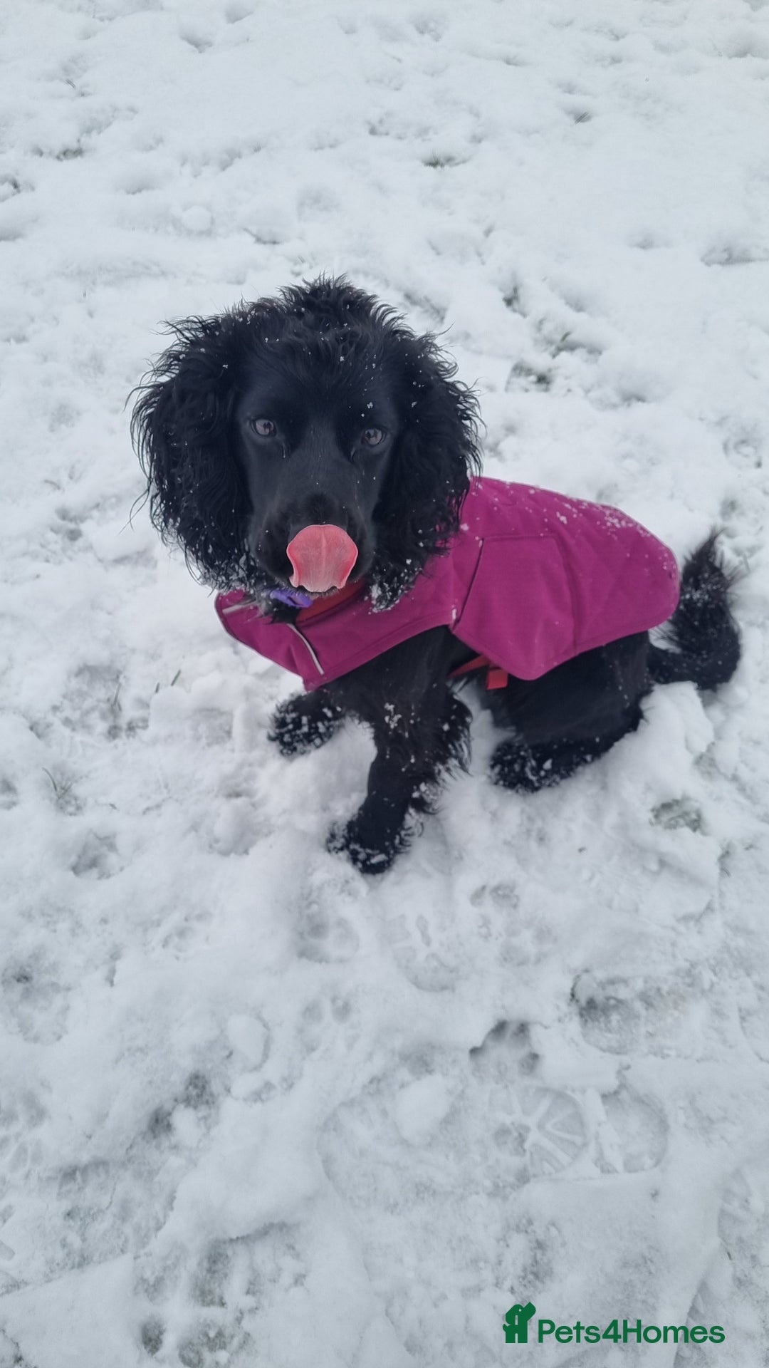Cocker Spaniel dogs for sale: Betsy the cocker spaniel  - Image 16