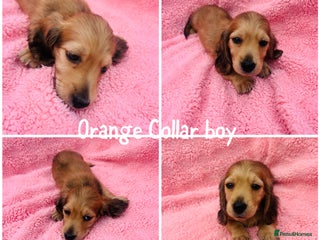 Miniature Dachshund dogs - Advert 12