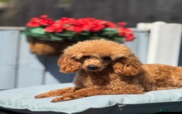 Miniature Poodle dogs for sale: DNA H/Tested Miniature poodle  - Image 15