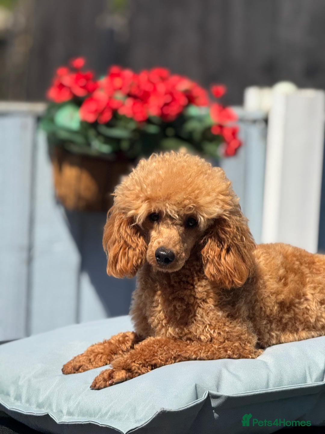 Miniature Poodle dogs for sale: DNA H/Tested Miniature poodle  - Image 15