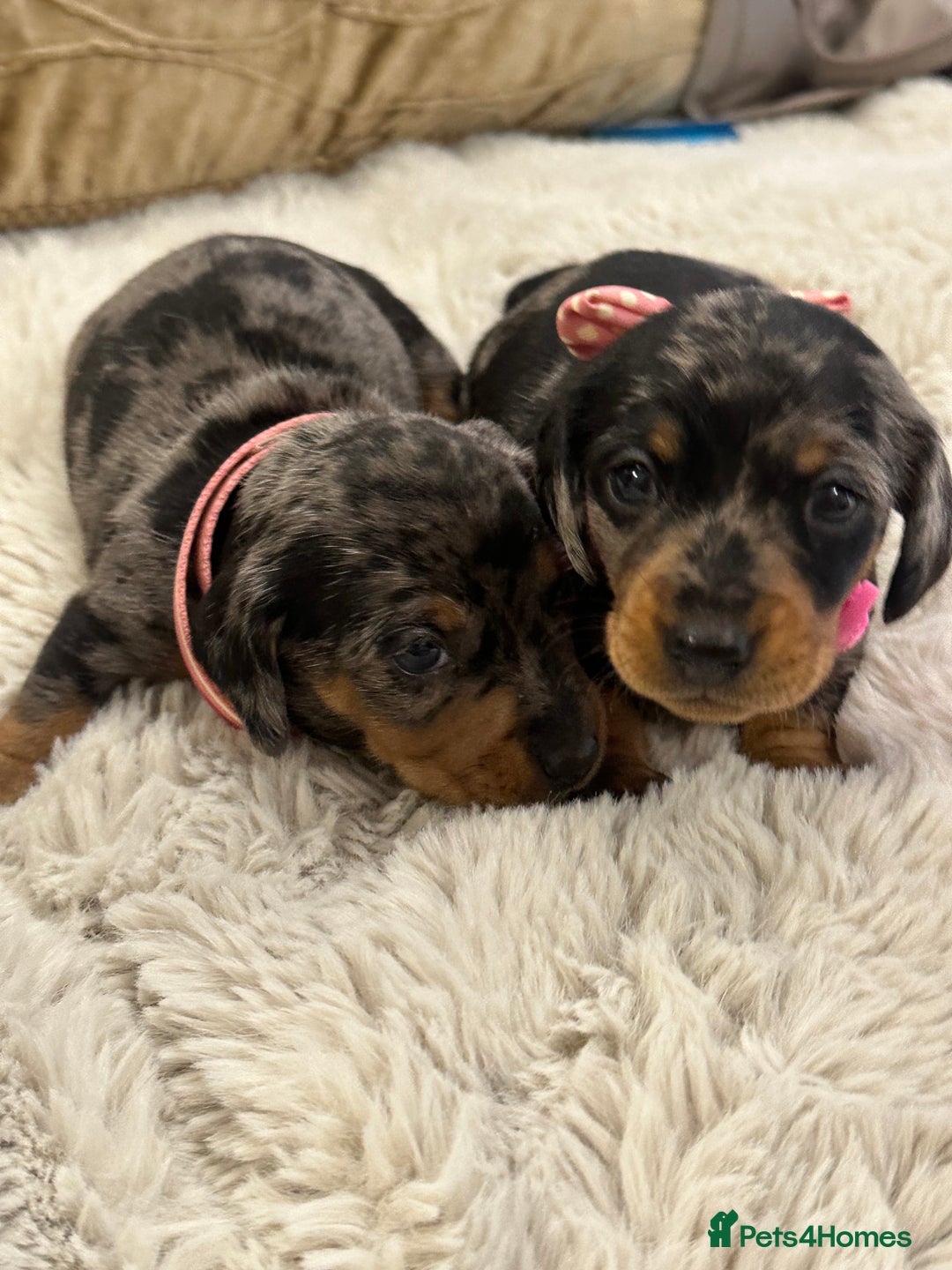 Dachshund dogs for sale: Beautiful silver dapple mini dachshund puppies! 🐾 - Image 13