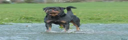 Rottweiler dogs for stud: Stunning Fully Health Tested KC Reg Rottweiler  in Langport - Advert 8