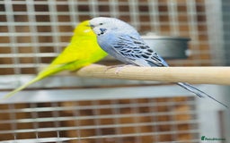 Budgerigars birds for sale: Budgies  - Advert 10