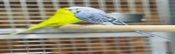 Budgerigars birds for sale: Budgies  - Advert 10