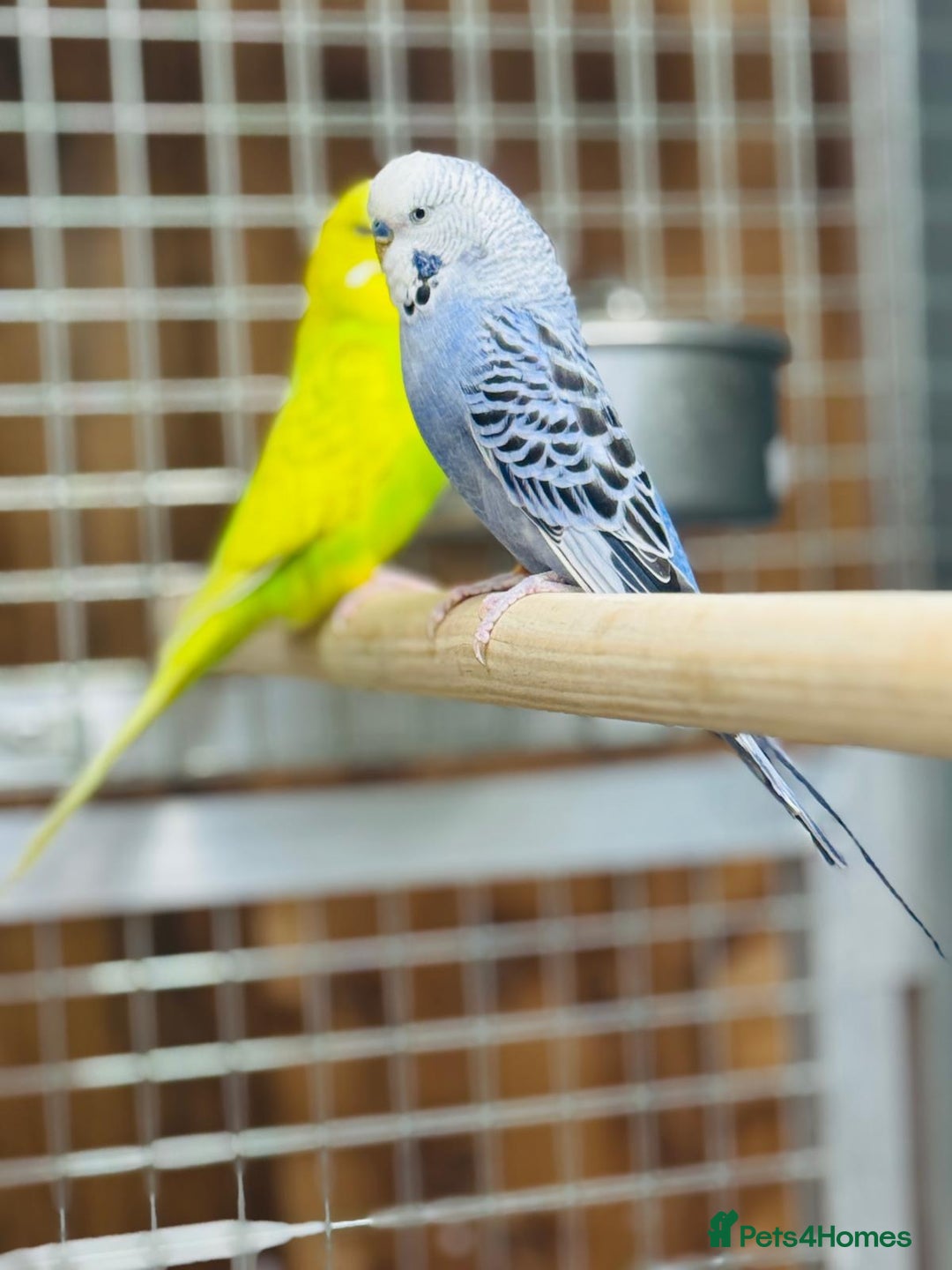 Budgerigars birds for sale: Budgies  - Advert 10
