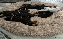 Rottweiler dogs for sale: Rottweiler puppies  - Image 5