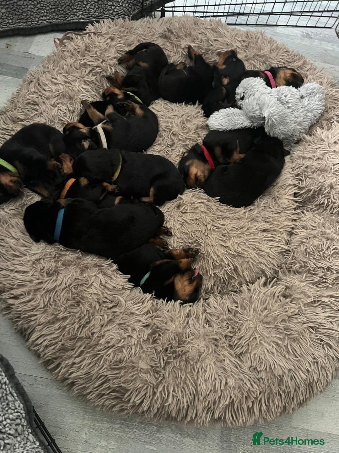 Rottweiler dogs for sale: Rottweiler puppies  - Image 5