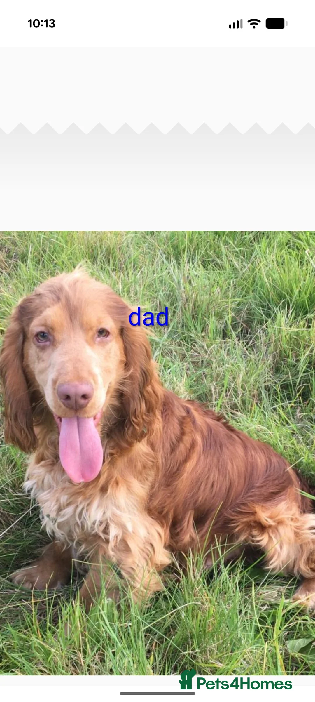 Cocker Spaniel dogs for sale: One puppy left !!Beautiful cocker spaniel puppy's  - Advert 13