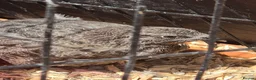 Quail poultry for sale: Hatching eggs sparkly and glitters  - Advert 5