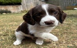 English Springer Spaniel dogs for sale: Gorgeous KC Registered Springer Spaniel Puppies in Thirsk - Image 17