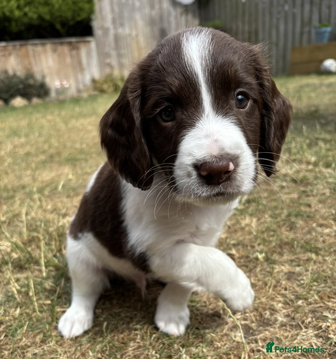 English Springer Spaniel dogs for sale: Gorgeous KC Registered Springer Spaniel Puppies in Thirsk - Image 17