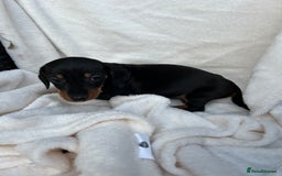 Dachshund dogs for sale: Miniature dashhounds  - Image 4