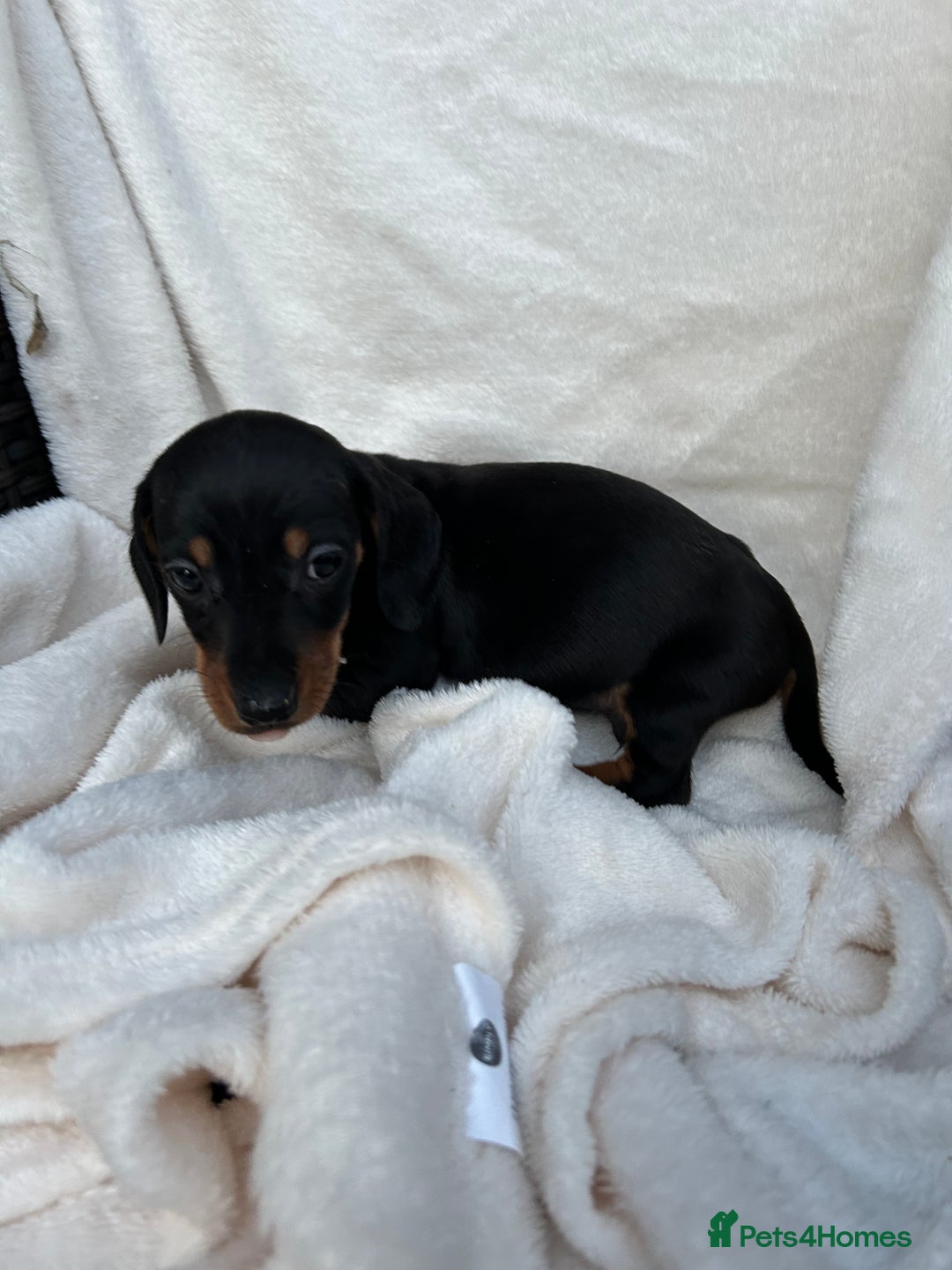 Dachshund dogs for sale: Miniature dashhounds  - Image 4
