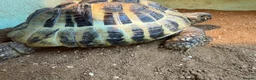 Hermann Tortoise reptiles for sale: Two male Herman tortoises  in Portsmouth - Advert 3