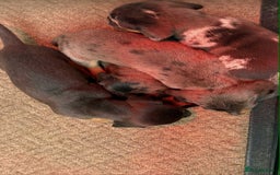 Dachshund dogs for sale: Miniature Dachshunds - Image 3