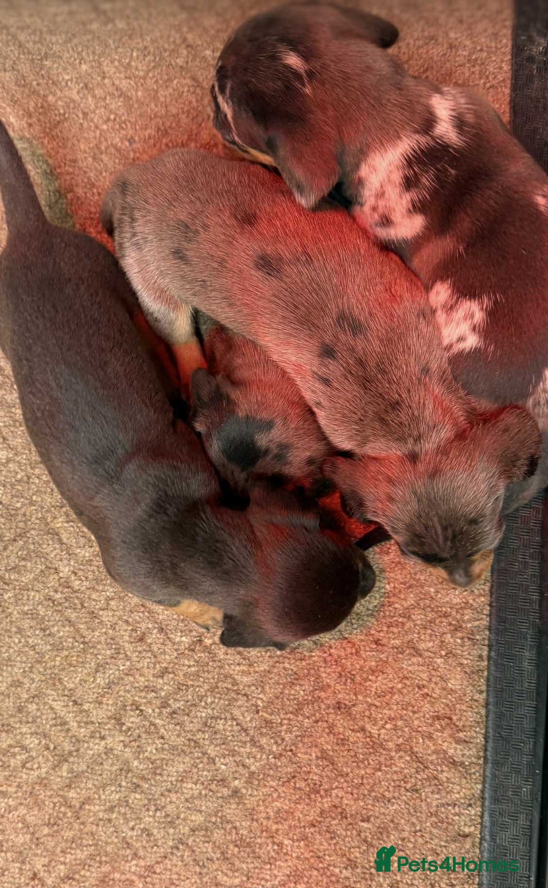 Dachshund dogs for sale: Miniature Dachshunds - Image 3