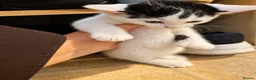 Mixed Breed cats for sale: Kittens looking for a home - Advert 9
