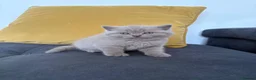 Scottish Fold cats for sale: 6 Scottish fold kittens  - Advert 13