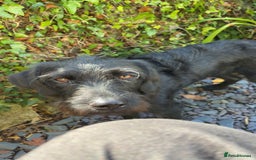 Labradoodle dogs for sale: Bonnie - Labradoodle - Advert 6