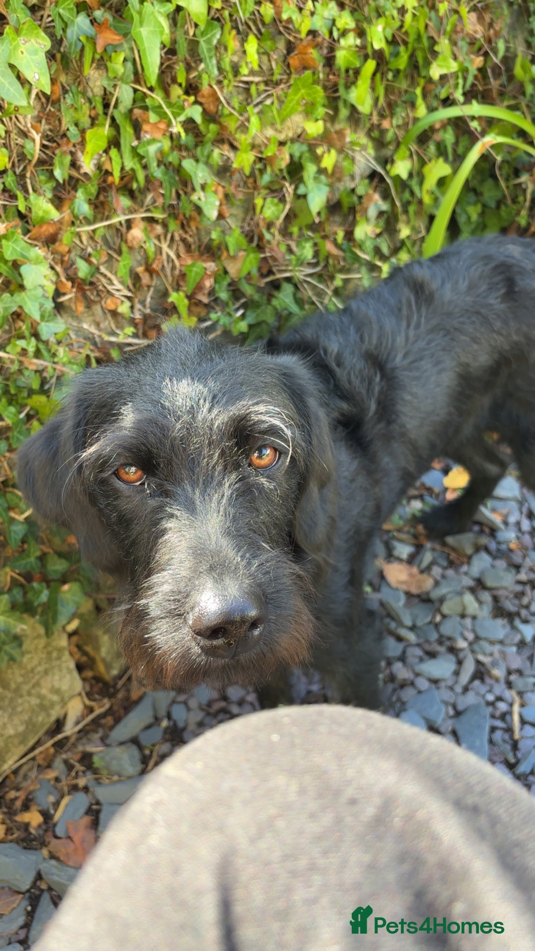 Labradoodle dogs for sale: Bonnie - Labradoodle - Advert 6