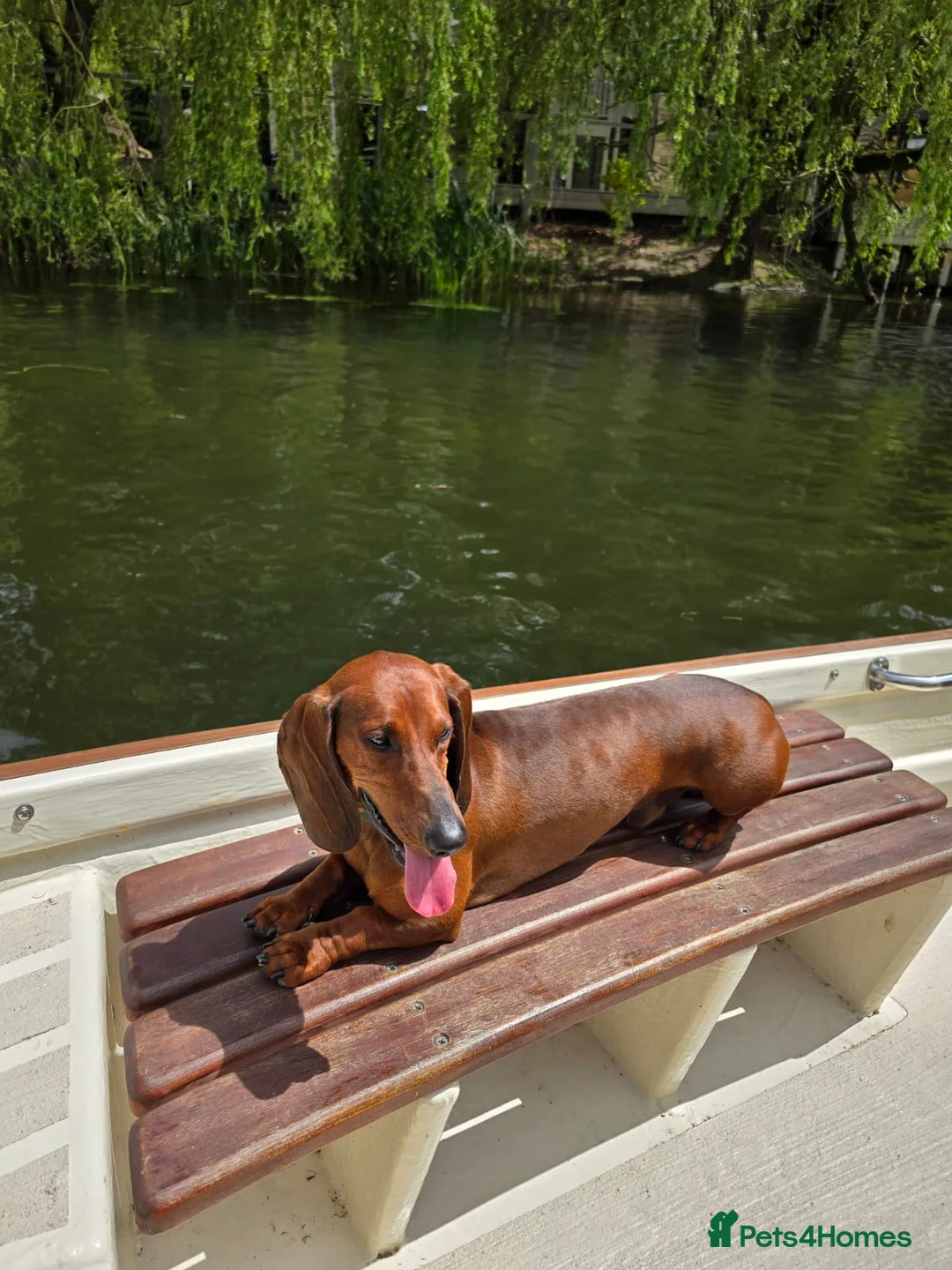 Dachshund dogs for stud: KC Standard smooth red hair dachshund  stud in Banbury - Advert 13