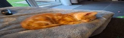 Mixed Breed cats for sale: Kitten - female ginger - Advert 10