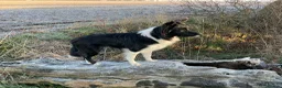 Border Collie dogs for sale: 4 year old Border Collie in Frinton-on-Sea - Advert 2