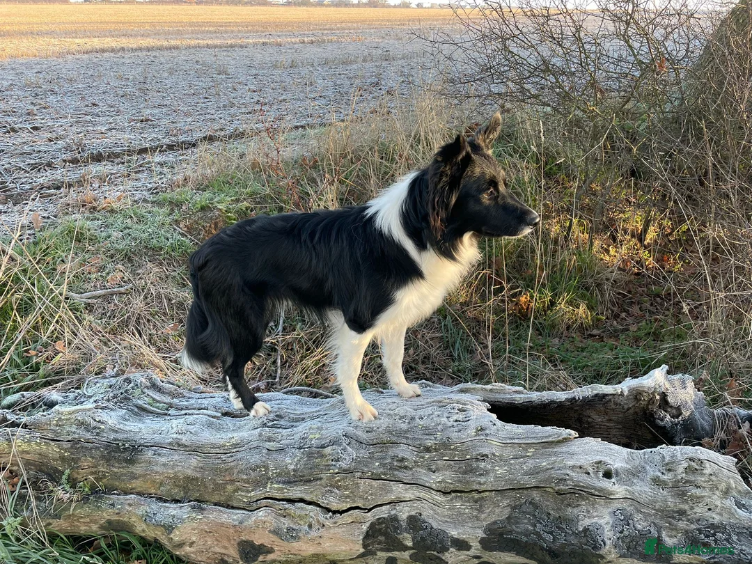 Border Collie dogs for sale: 4 year old Border Collie in Frinton-on-Sea - Advert 2