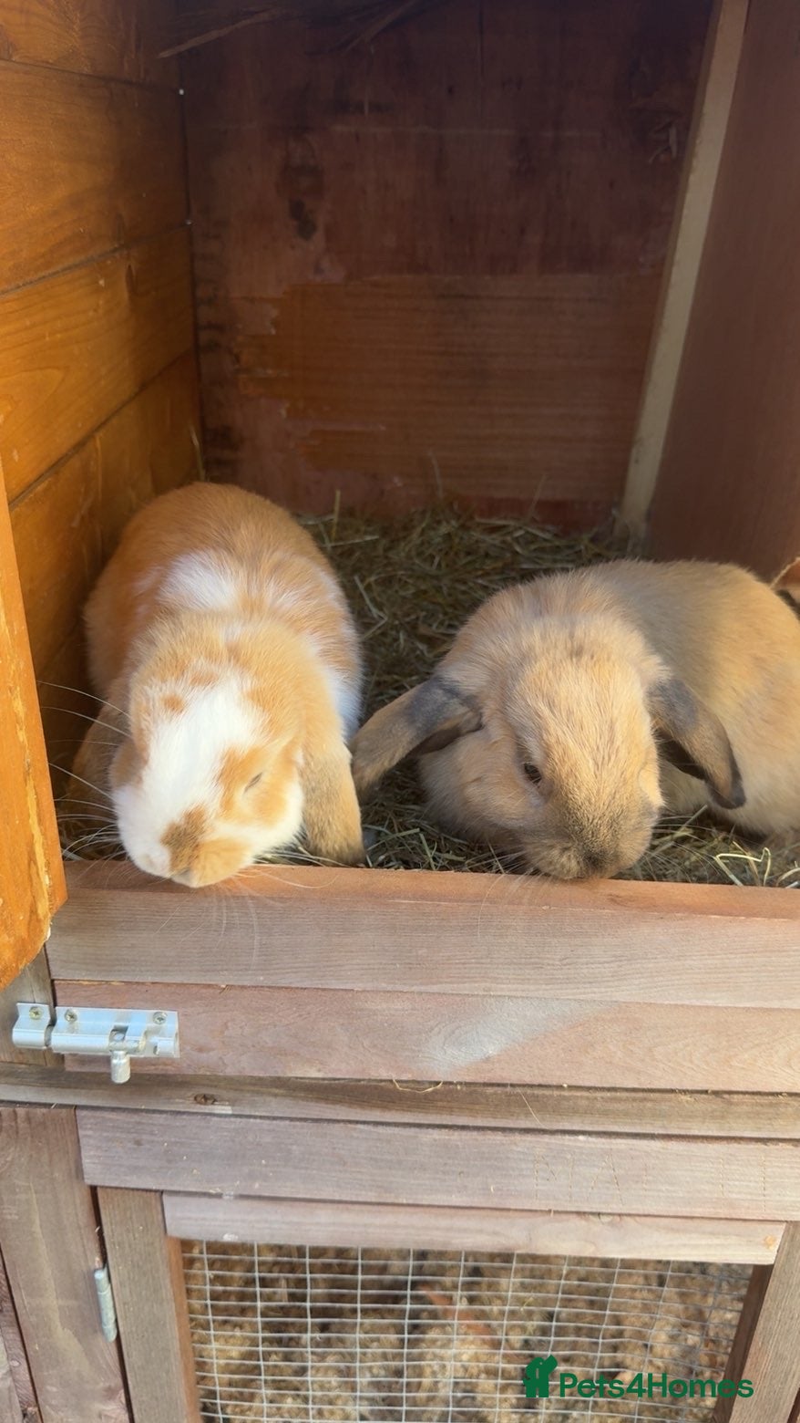 Mini Lop rabbits for sale: 2 mini lop boys in Hull - Advert 2