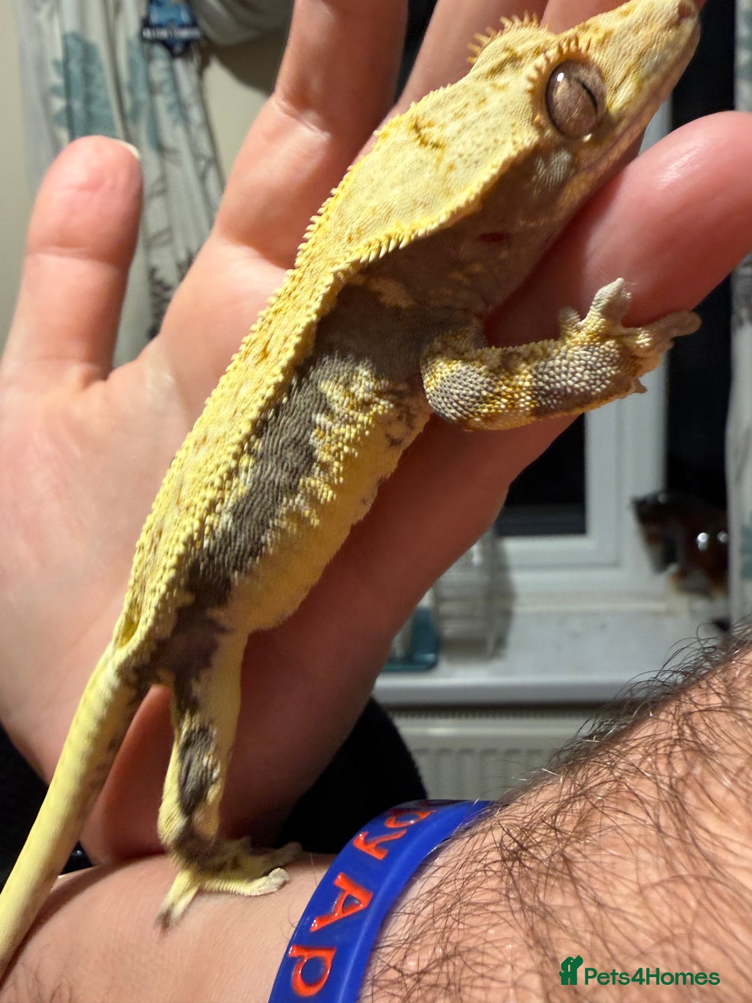 Gecko reptiles for sale: 🔥🔥 Female Lilywhite 🔥🔥🔥 - Advert 6