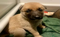 German Shepherd dogs for sale: BEAUTIFUL GERMAN SHEPHERD PUPPIES 😍 - Image 14