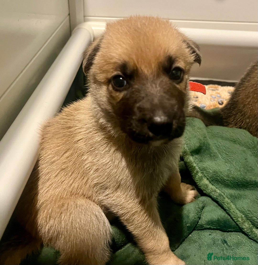 German Shepherd dogs for sale: BEAUTIFUL GERMAN SHEPHERD PUPPIES 😍 - Image 14