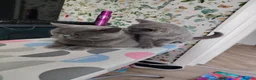 British Shorthair cats for sale: Beautiful british shirt hair kitten - Advert 2