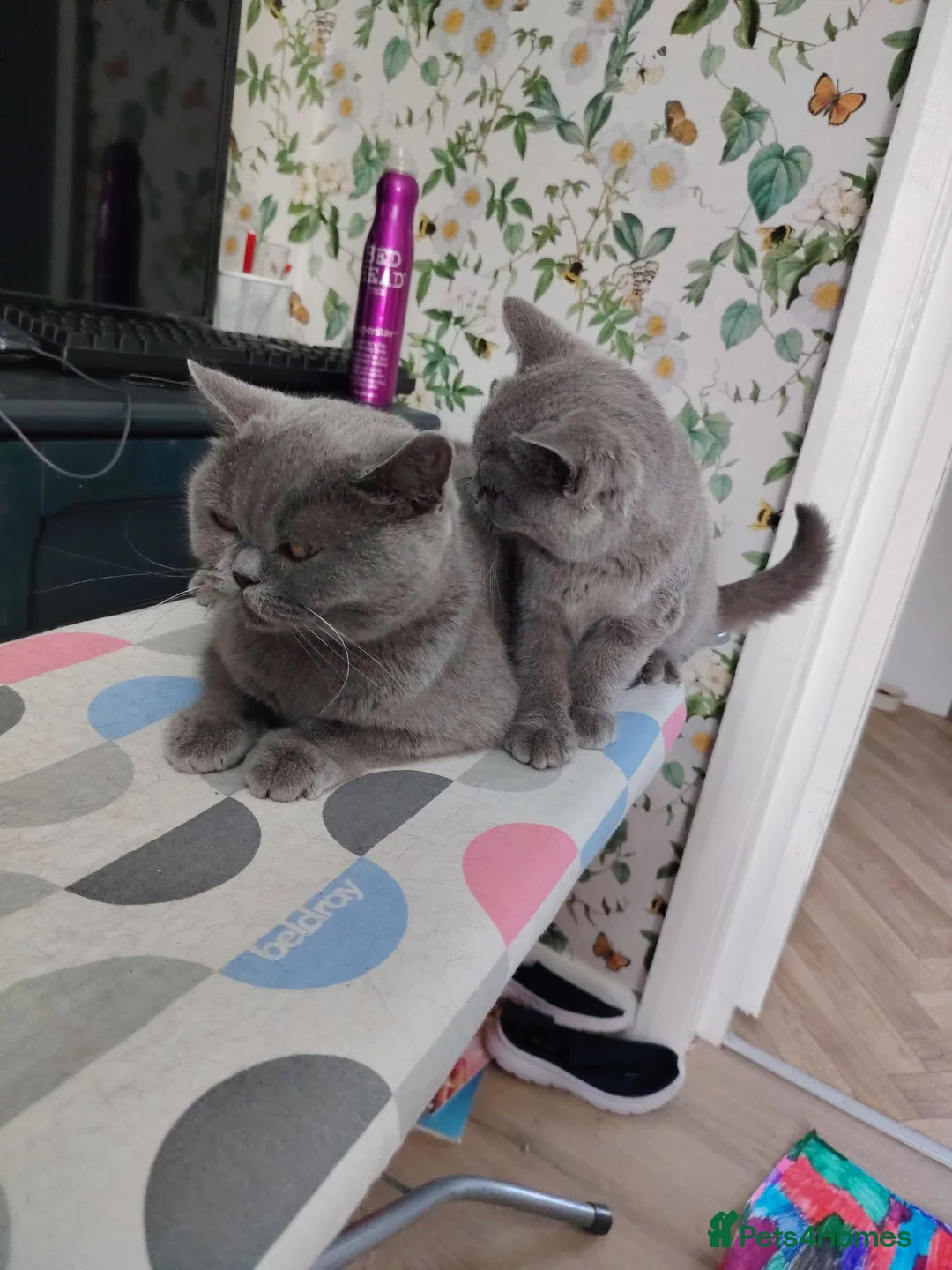 British Shorthair cats for sale: Beautiful british shirt hair kitten - Advert 2