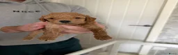 Cavapoo dogs for sale: F1b cavapoos health tested parents - Advert 2