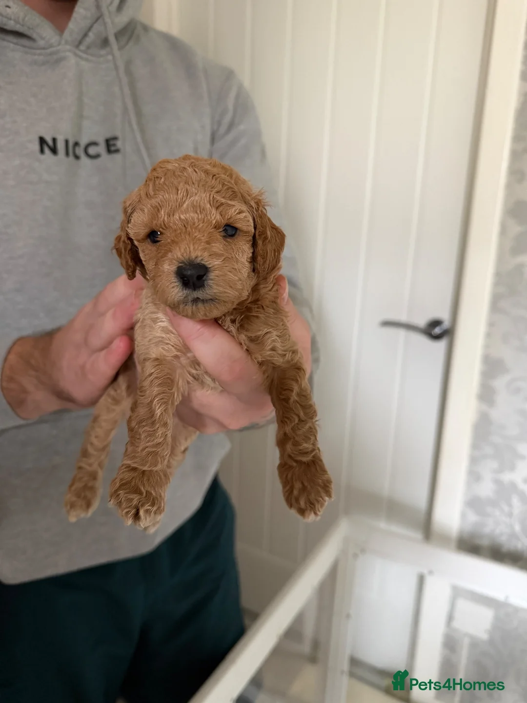 Cavapoo dogs for sale: F1b cavapoos health tested parents - Advert 2