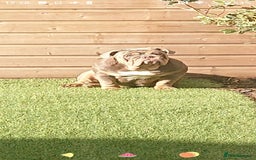 English Bulldog dogs for sale: 2 year old female bulldog - Image 1