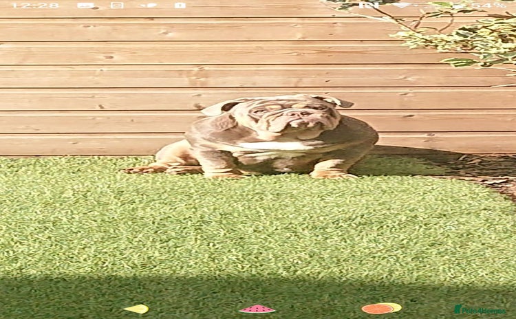 English Bulldog dogs - Advert 1