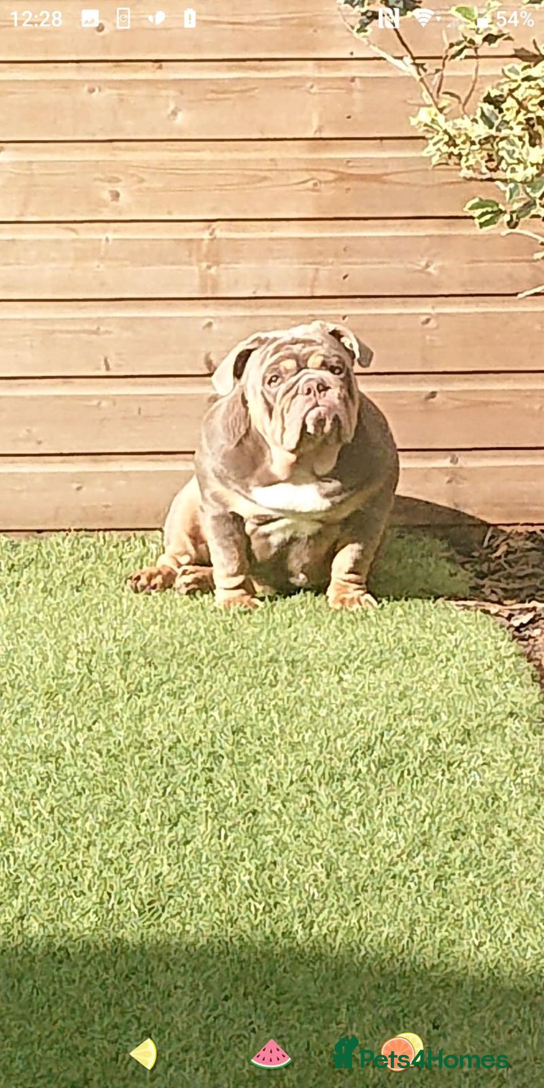 English Bulldog dogs for sale: 2 year old female bulldog - Image 1