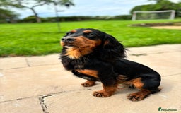 Cocker Spaniel dogs for stud: KC registered Champion bred working cocker  in Middlewich - Image 8