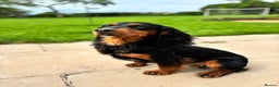 Cocker Spaniel dogs for stud: KC registered Champion bred working cocker  in Middlewich - Advert 8