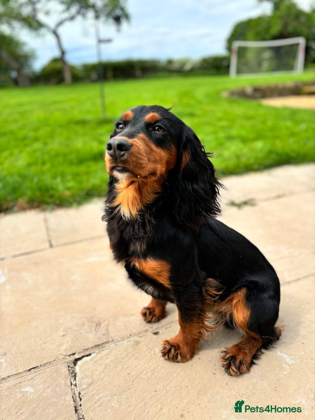 Cocker Spaniel dogs for stud: KC registered Champion bred working cocker  in Middlewich - Image 8
