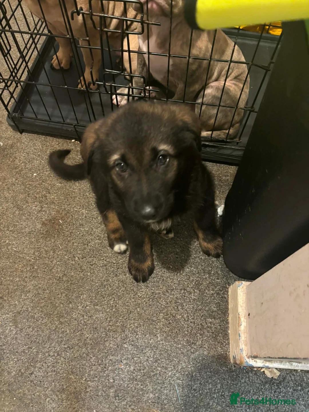 Mixed Breed dogs for sale: 15 week German shepherd cross - Advert 1