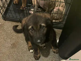 Mixed Breed dogs 15 week German shepherd cross - Advert 1
